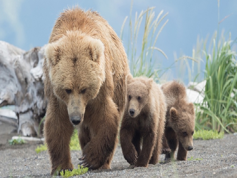 山西供卵试管(试管后无法呼吸)