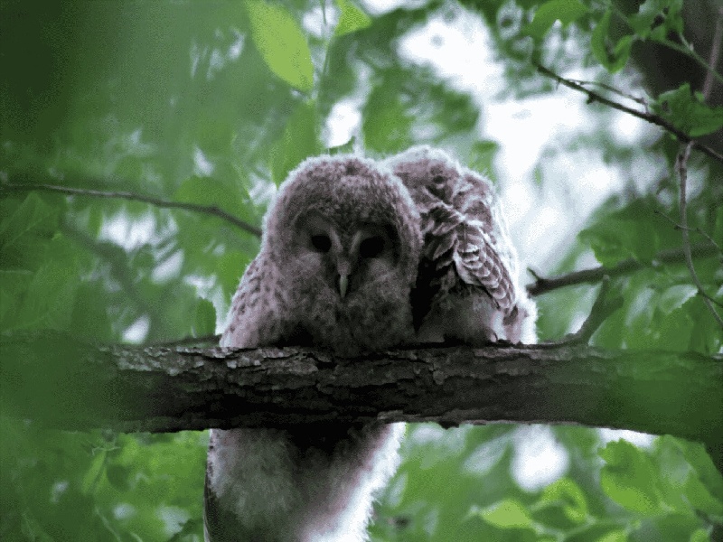 广东最强试管医院(试管取几次卵子)
